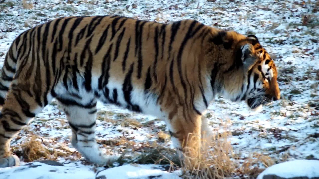 tiger growl tiger growl