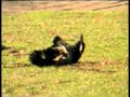 aguila real cazando zorro.mpg