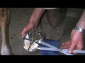 Using the Golden Mean When Trimming a Hoof