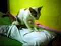 image Kucing Aneh Tapi Nyata Di Karawang
