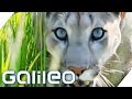 Der Puma - Ein ideales Haustier? | Galileo | ProSieben