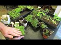 Three Minute Garden Tips: Growing Thyme & Oregano Indoors  (Start to Finish): The Rusted Garden 2013