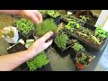 thyme