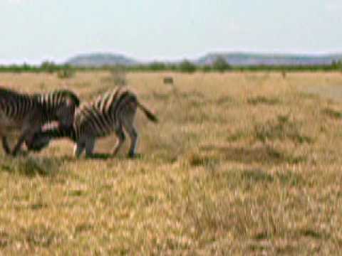 Images Of Lions Fighting. 2 pairs of zebra fighting in