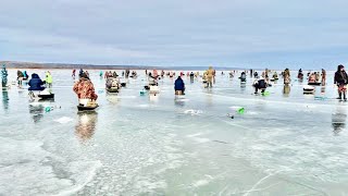 Больше 1000 Рыбаков На Льду! Ловля Судака В Лютой Толпе На Реке Дон