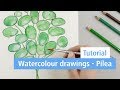 Watercolour drawing pilea ▪ DIY Tutorial | STAEDTLER