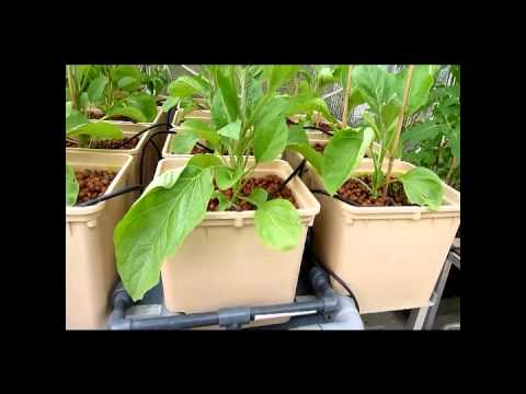 a way to build a hydroponic vegetable garden