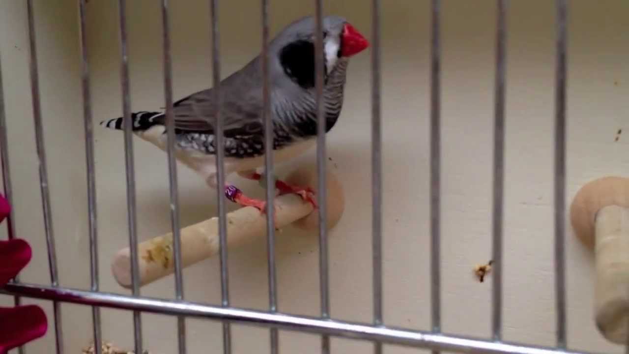 west coast zebra society finch show rare zebra youtube west coast zebra society finch show rare zebra youtube