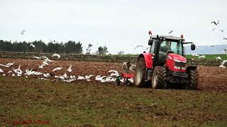 Ploughing The Stubble With Mf 7616 - With White Crows