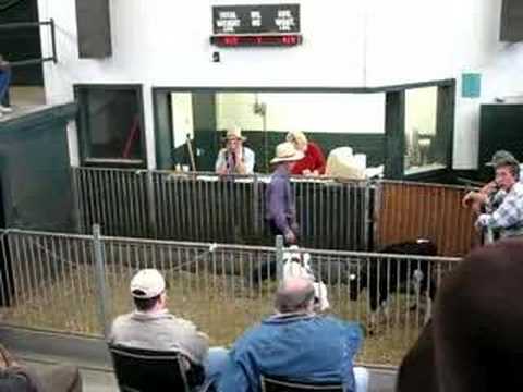 ontario livestock auction waterloo