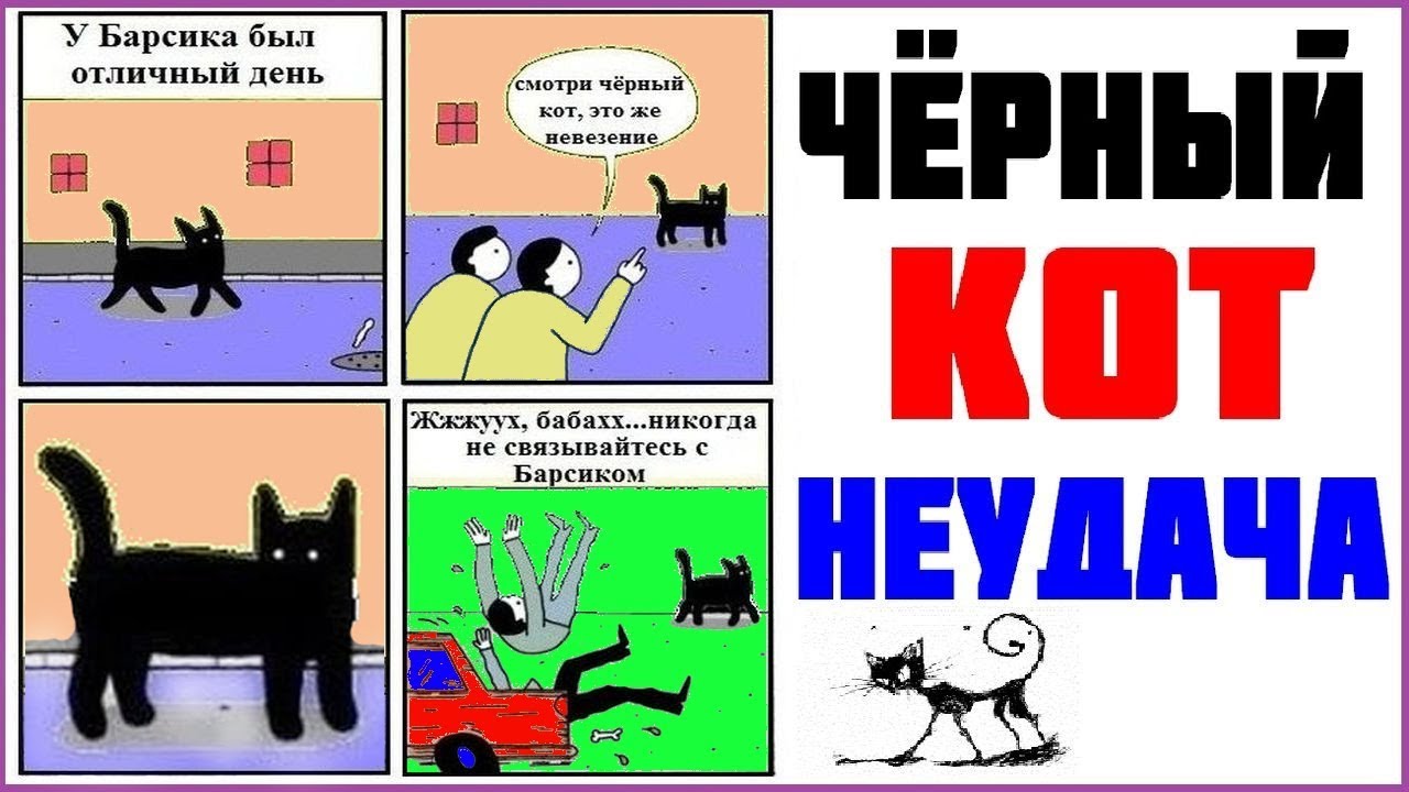 Коты Ютуберы Фото