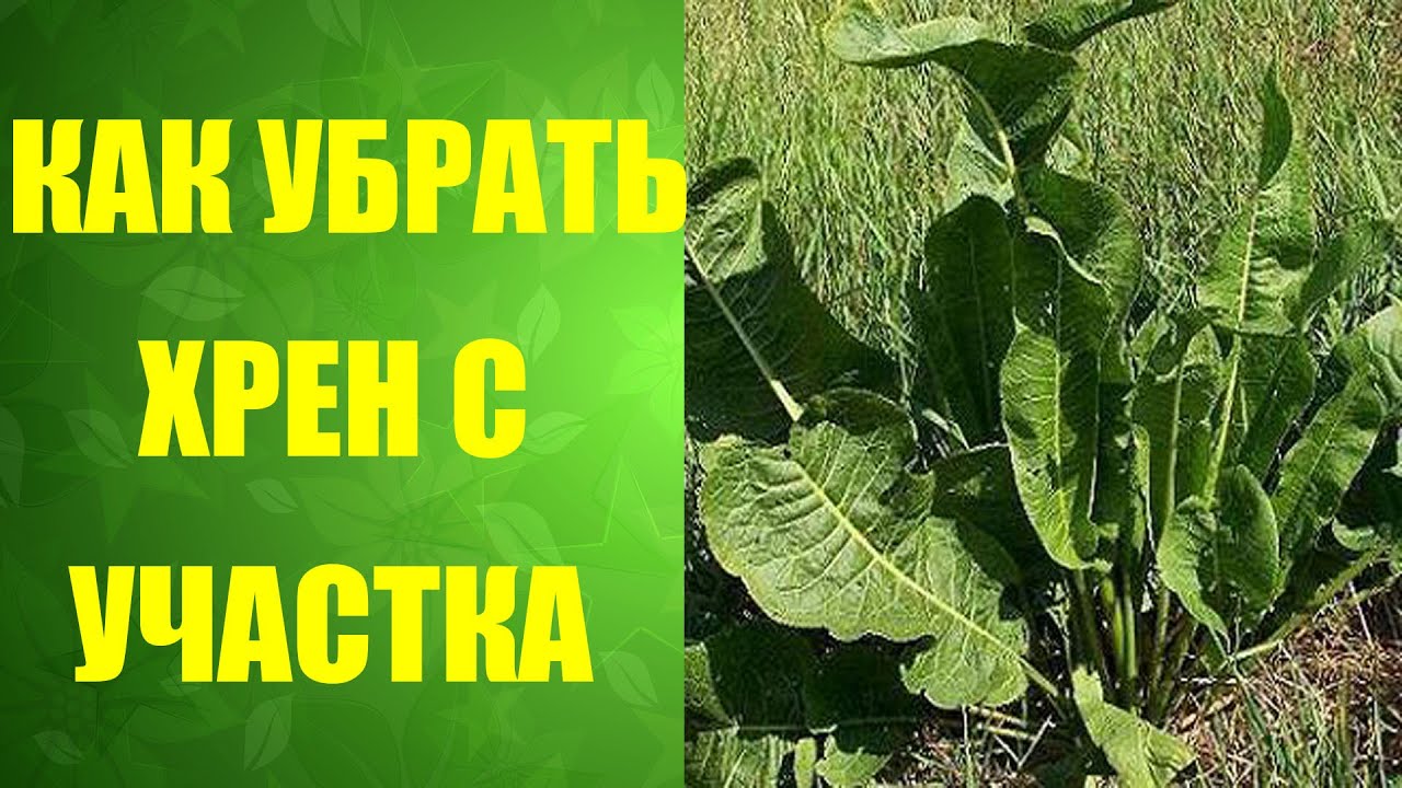 Роициссус уход в домашних условиях 33 Роициссус уход в домашних условиях 100