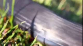 Live Amazing Moments You Wouldn T Believe If They Weren T Recorded Bbc Animals Documentary 2018 Live Amazing Moments You Wouldn T Believe If They Weren T Recorded Bbc Animals Documentary 2018
