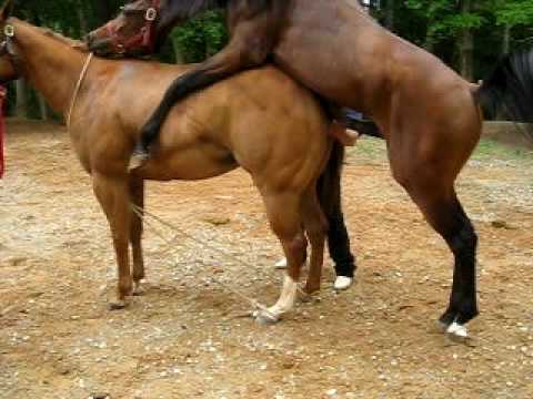 اول مره يركب animal sex نيك حيوانات