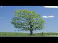 A Tour of Longhorn - The Windows That Never Was - Software Showcase