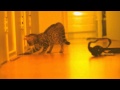 Canon 7D 1080 Video - Bengal Kitten - DOF - Many settings + slow motion