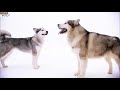 DOGS 101 - Alaskan Malamute [ENG]