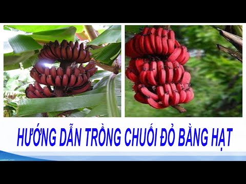 Quy trình trồng và cách thức chăm sóc giống chuối đỏ | Trồng cây chuối đỏ độc lạ cho năng suất cao