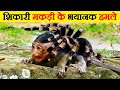 Terrible attacks of hunter spider |10 Most dangerous spiders in the world | Most poisonous spiders