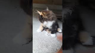 Uting Nya Ucul Ali