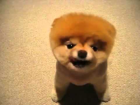 Really Cute And Super Fluffy Puppy Puppies Video Fanpop Kittensgomad 399 Subscribers Subscribe Cute Puppy Fluffy