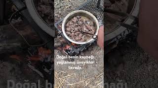 Bu Kuşların Avının Videosu Kıma Yeni Yüklendi, Iyi Seyirler.