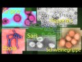 Film Dvd Biologie Viren Oder Bakterien Was Ist F R images Film Dvd Biologie Viren Oder Bakterien Was Ist F R