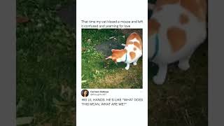 When your song is used in a meme of a cat & mouse almost falling in love #shorts