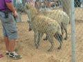 Hyenas Laughing