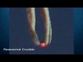 UFO Falls From The Sky Over Canada