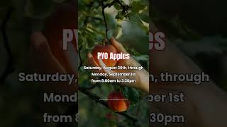 Pyo Apples Is Here