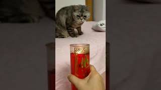 Cats are so funny you will die laughing 2082