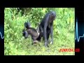 Amazing Bonobo Mating Bonobo Love"funny video's"