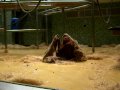 Orangutang showing off