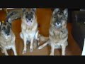 good dogs