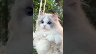 Beautiful Kitten.
