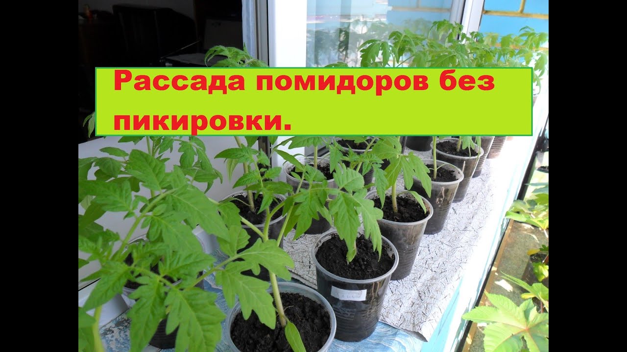 Что такое пикировка рассады: когда, и 72 Что такое пикировка рассады: когда, и 56