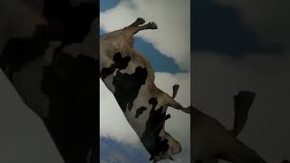 Random Short Fact Cow In The Sky Tornado