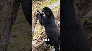 The Spectacled Bear Is A Unique Animal Found In The Andes Mountains Of South America