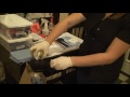 image Virgin Hair Lightening Color Retouch Movie