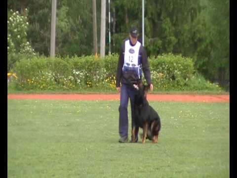 Ratsumestarin Gonrad, FCI qualification 2009 b96