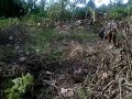 Pikat Ayam Hutan C1 images Pikat Ayam Hutan C1