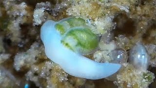 Freshwater Flatworms that aren't flat - Predators and Scavengers - some with egg
