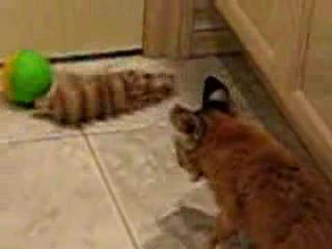 baby bobcat if fearless when introduced to wild tail!