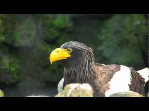 夏日の動物たち（円山動物園）