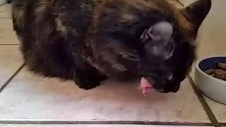 Kitty Brushing Her Teeth!