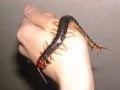 EL CIEMPIES VENENOSO KING MUKADE. Un bicho mortal