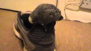 Watch Budgie Love Is Enough video