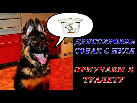 Download Link Youtube: ДРЕССИРОВКА СОБАК С НУЛЯ / КАК ПРИУЧИТЬ ЩЕНКА К ТУАЛЕТУ/ ПЕРВЫЕ ШАГИ / НЕМЕЦКАЯ ОВЧАРКА