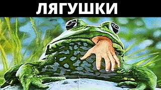 Лягушки (Сша, 1972) / Триллер, Ужасы [720P]